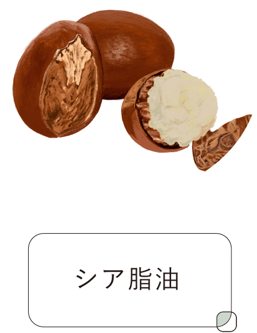 シア脂油